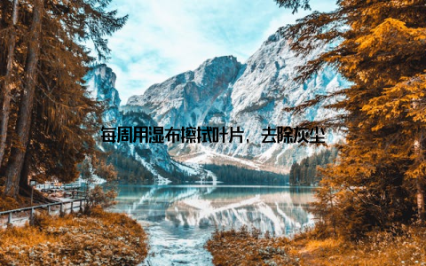 每周用湿布擦拭叶片, 去除灰尘
