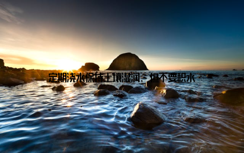 定期浇水保持土壤湿润, 但不要积水