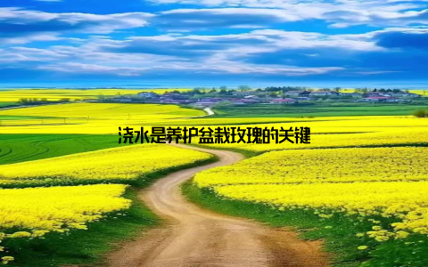 浇水是养护盆栽玫瑰的关键