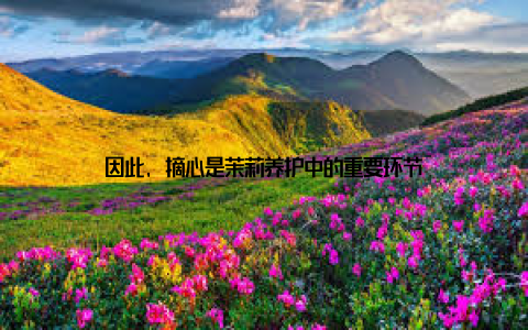 因此, 摘心是茉莉养护中的重要环节