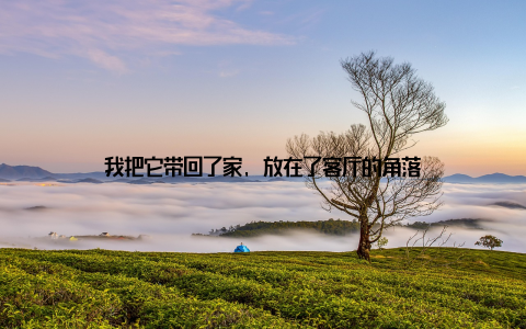 我把它带回了家, 放在了客厅的角落