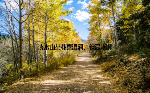 浇水山茶花喜湿润, 但忌水涝