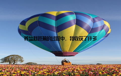 养盆栽芭蕉的过程中, 我收获了许多