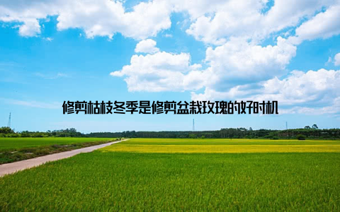 修剪枯枝冬季是修剪盆栽玫瑰的好时机