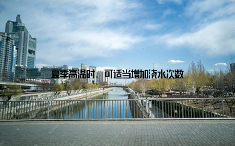 夏季高温时, 可适当增加浇水次数