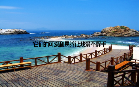 它们的可爱和易养让我爱不释手