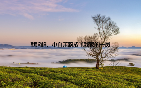 就这样, 小白茉莉成了我家的一员