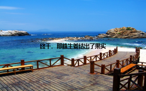 终于, 那株生姜结出了果实