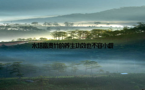 水培富贵竹的养生功效也不容小觑