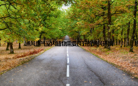 通风透气室内植物需要良好的通风环境