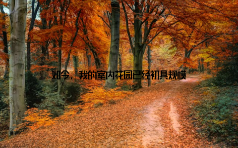 如今, 我的室内花园已经初具规模