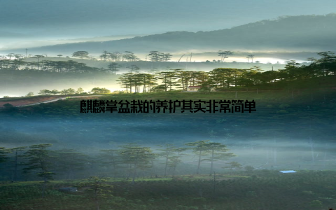 麒麟掌盆栽的养护其实非常简单