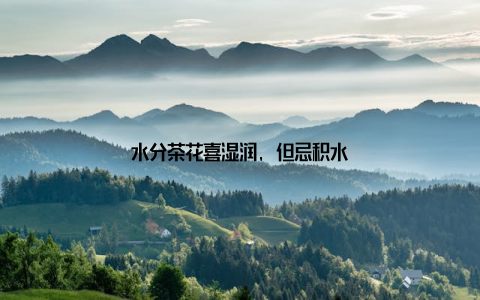 水分茶花喜湿润, 但忌积水