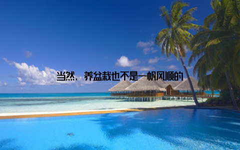 当然, 养盆栽也不是一帆风顺的