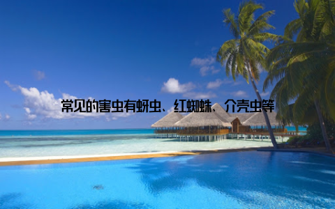 常见的害虫有蚜虫、红蜘蛛、介壳虫等