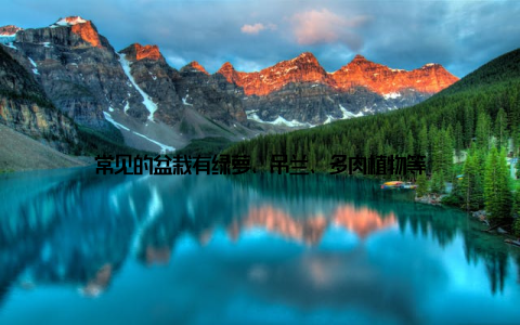 常见的盆栽有绿萝、吊兰、多肉植物等