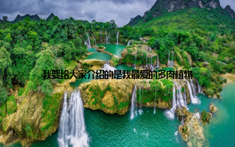 我要给大家介绍的是我最爱的多肉植物