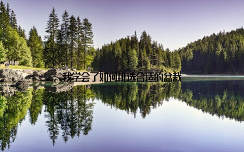 我学会了如何挑选合适的盆栽